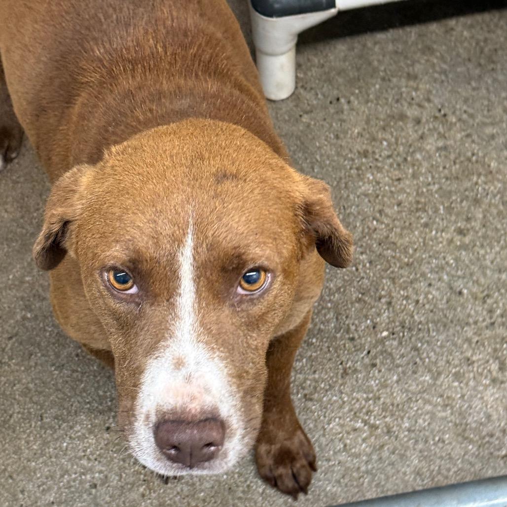 Oscar, a Adoptable Mixed Breed in Millen, GA image 2/2