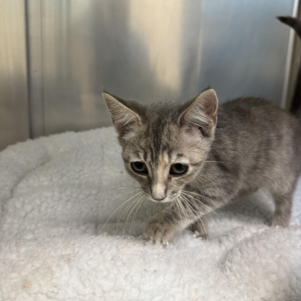 Lady, Adoptable, Kitten Female Domestic Short Hair.