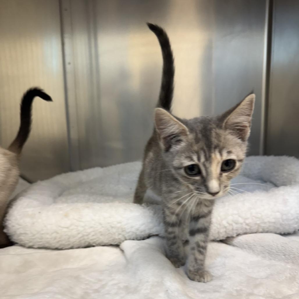 Enlarge Lady, a Adoptable Domestic Short Hair in Mebane, NC image 3/4