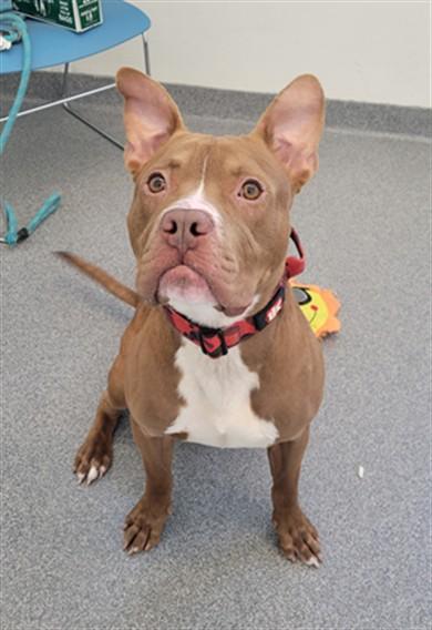 Enlarge LUCKY, a Adoptable Pit Bull Terrier in Toledo, OH image 1/1