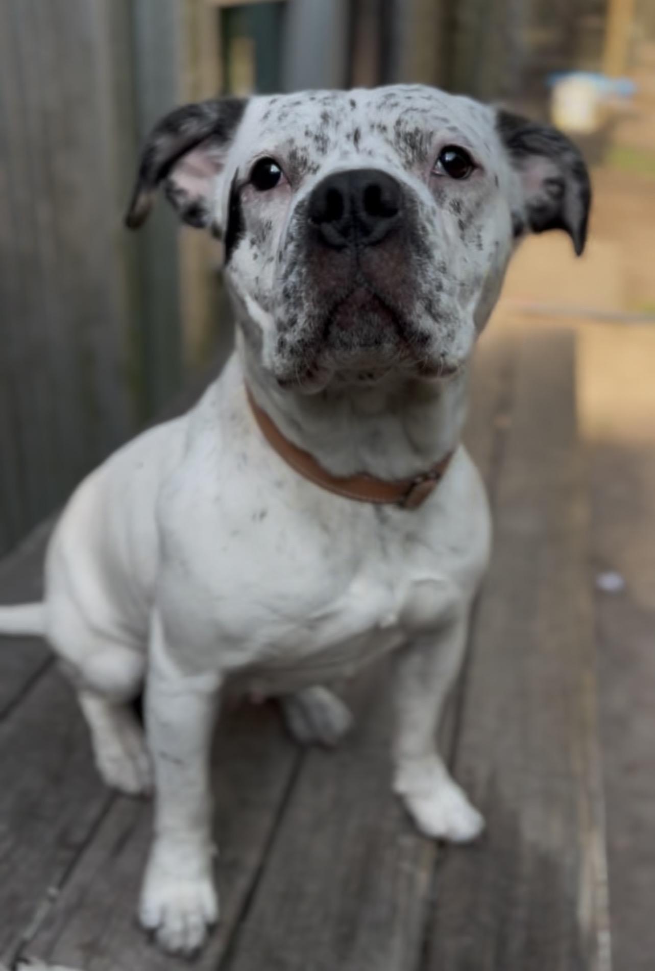 Betsy, a ADOPTABLE Mixed Breed in Charleston, SC image 3/5