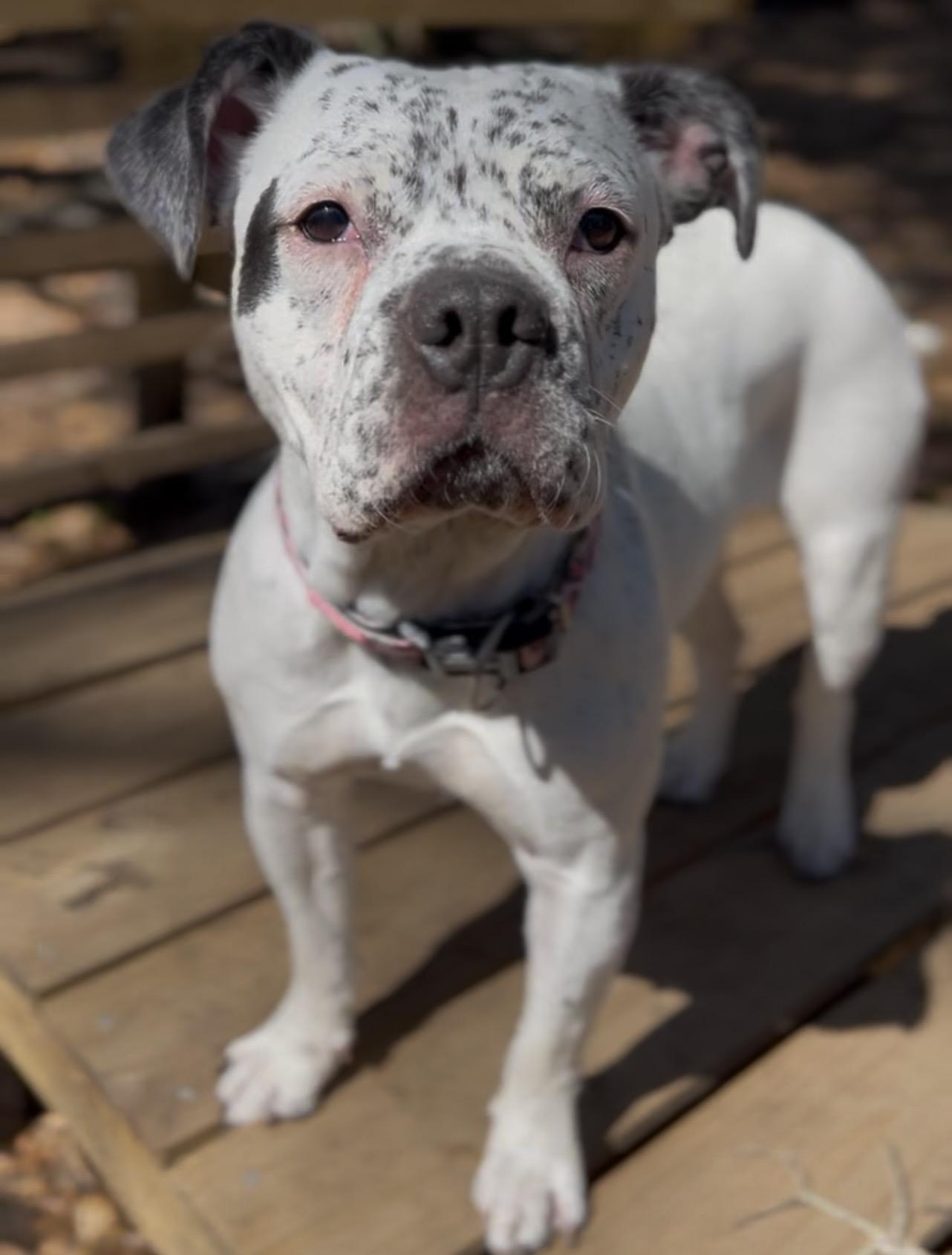 Betsy, a ADOPTABLE Mixed Breed in Charleston, SC image 2/5