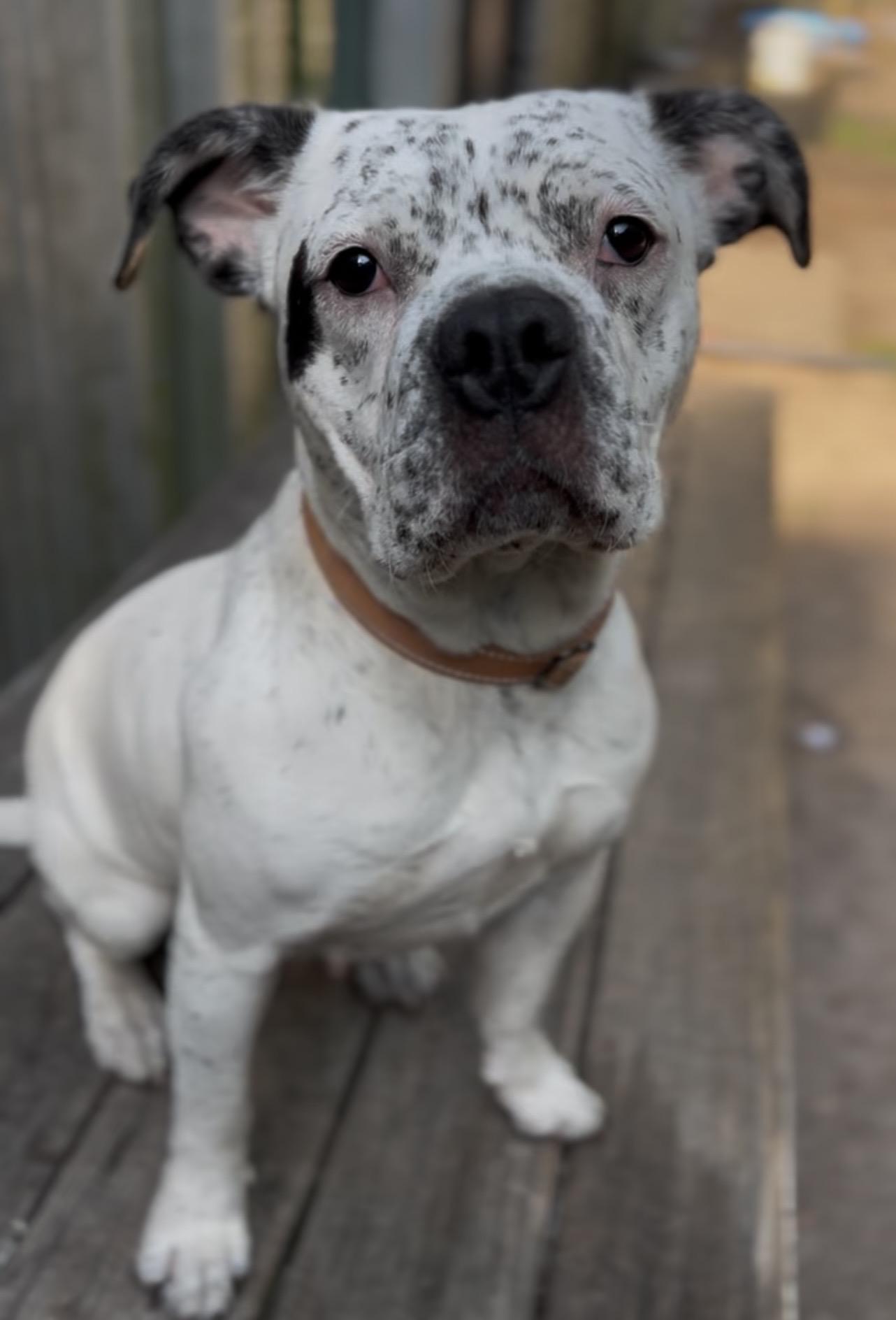 Betsy, ADOPTABLE, Adult Female Mixed Breed.