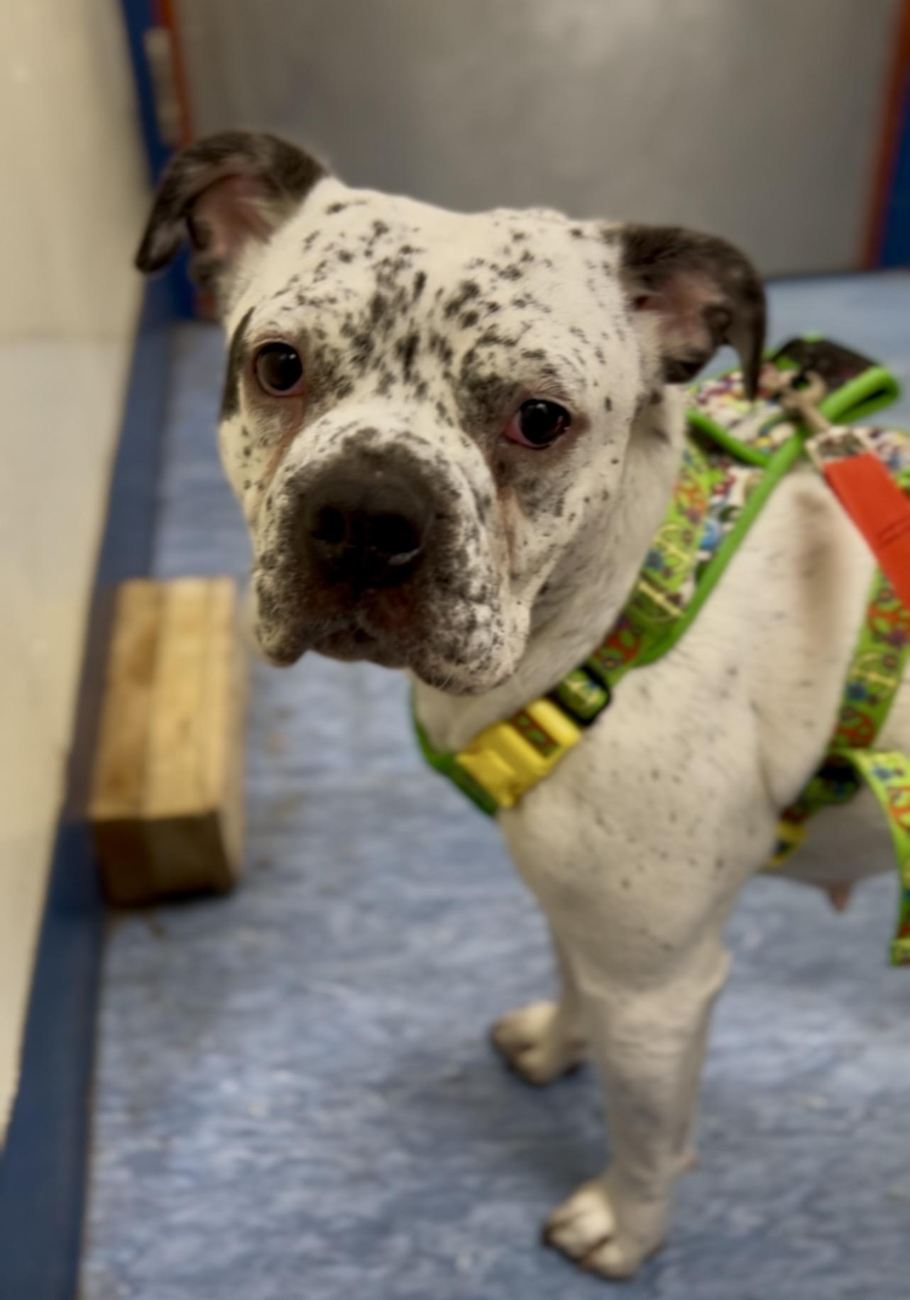 Betsy, a ADOPTABLE Mixed Breed in Charleston, SC image 4/5