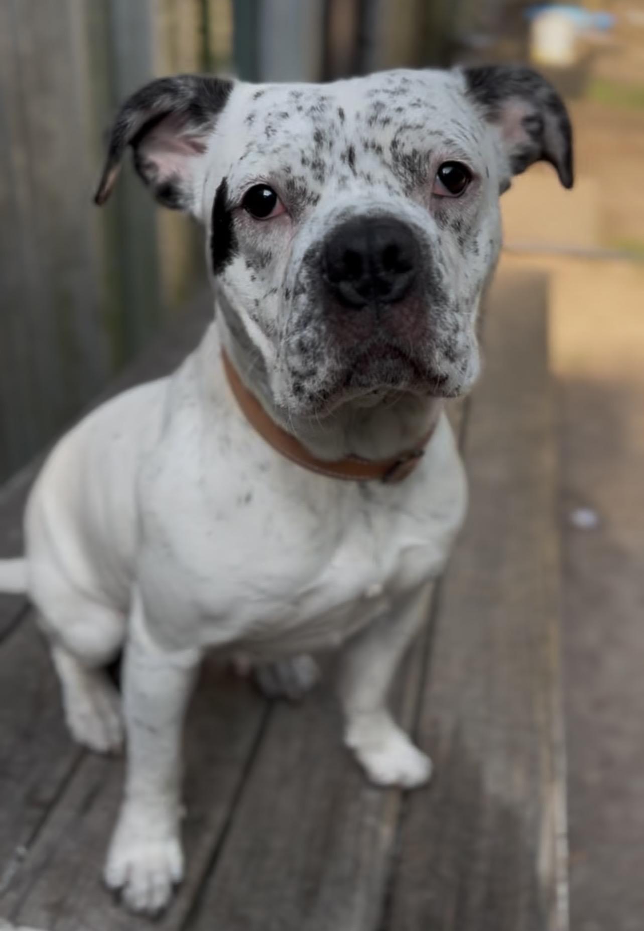 Betsy, a ADOPTABLE Mixed Breed in Charleston, SC image 5/5