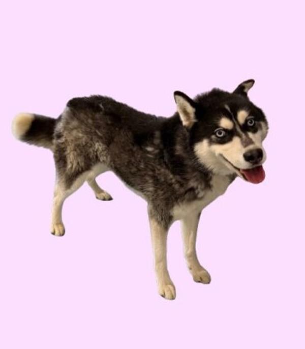 Enlarge Mishka, a Adoptable mixed breed in Hollister, CA image 1/1