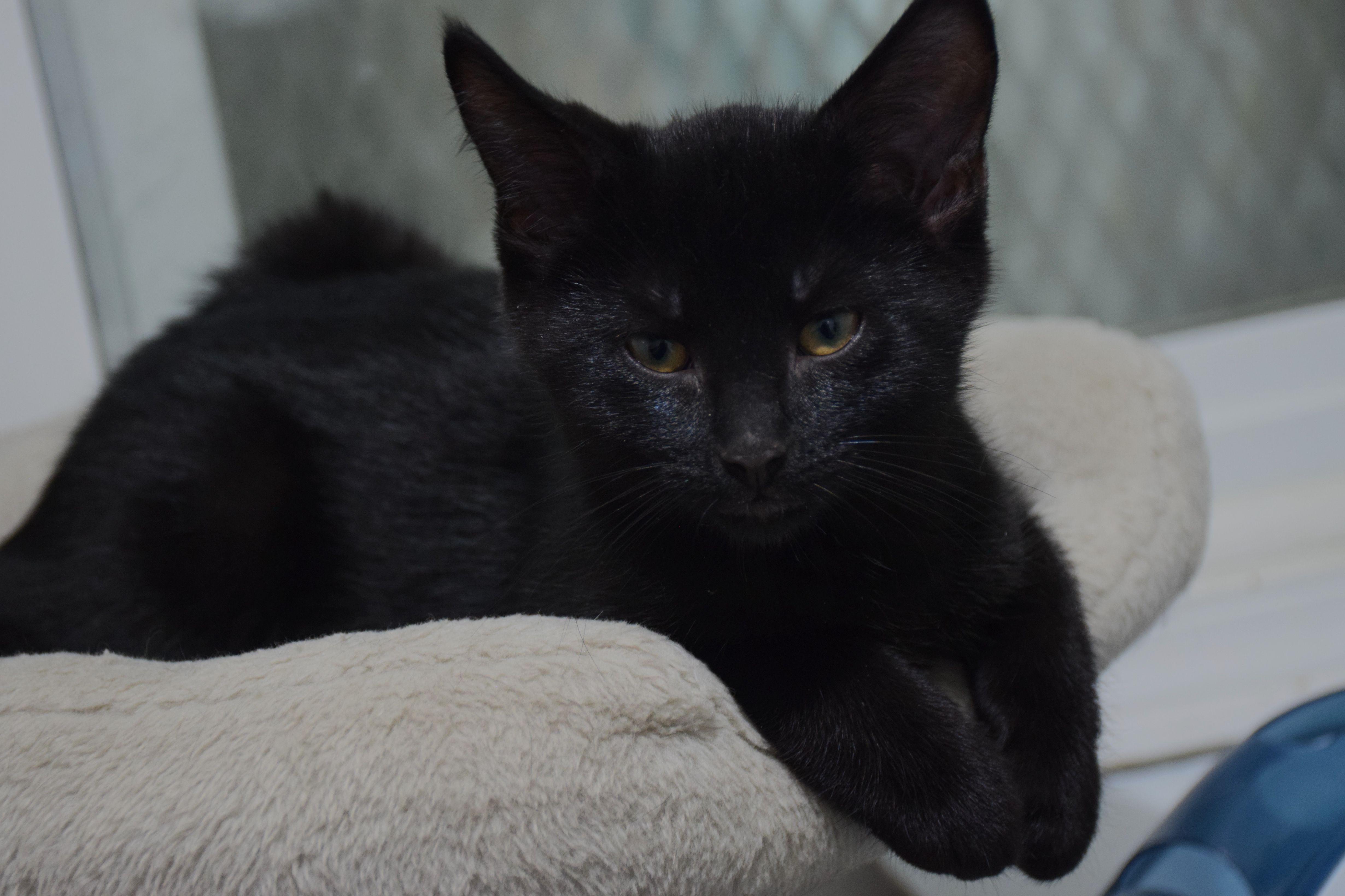 Kayden, ADOPTABLE, Young Male Domestic Short Hair.