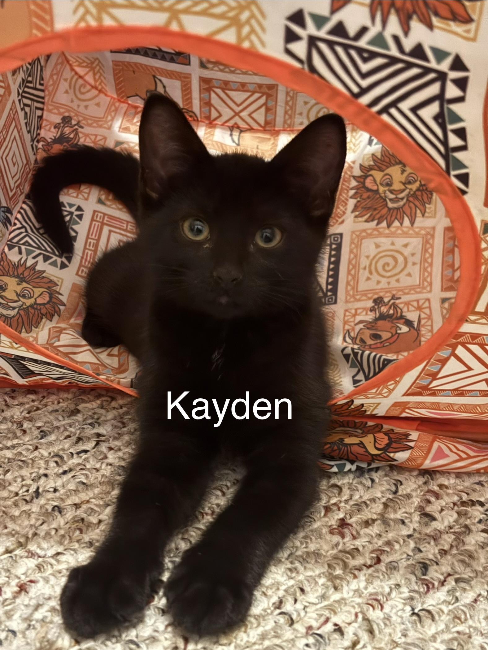 Kayden, a ADOPTABLE Domestic Short Hair in Claresholm, AB image 2/2