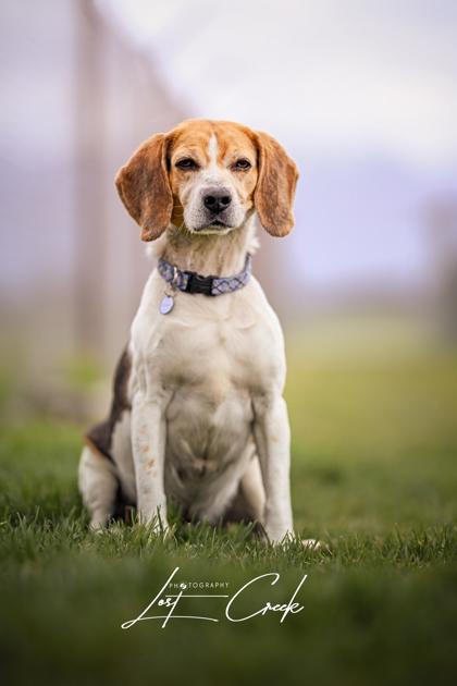Enlarge Jake, a Adoptable mixed breed in Kalispell, MT image 1/3