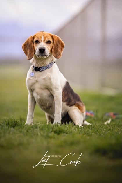 Enlarge Jake, a Adoptable mixed breed in Kalispell, MT image 2/3