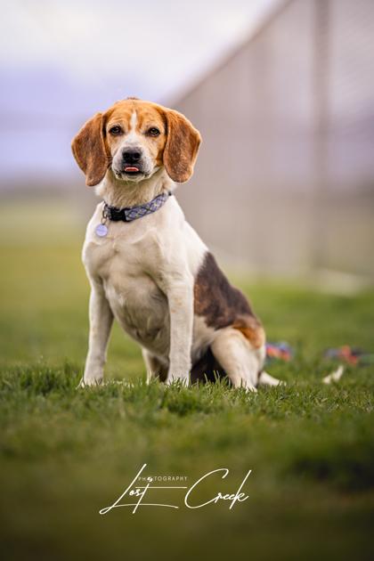 Enlarge Jake, a Adoptable mixed breed in Kalispell, MT image 3/3