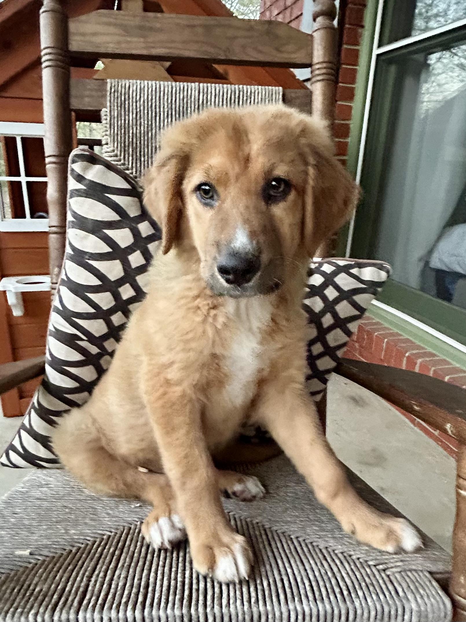 Enlarge SKYE, an adopted mixed breed in Hartford, CT image 3/5