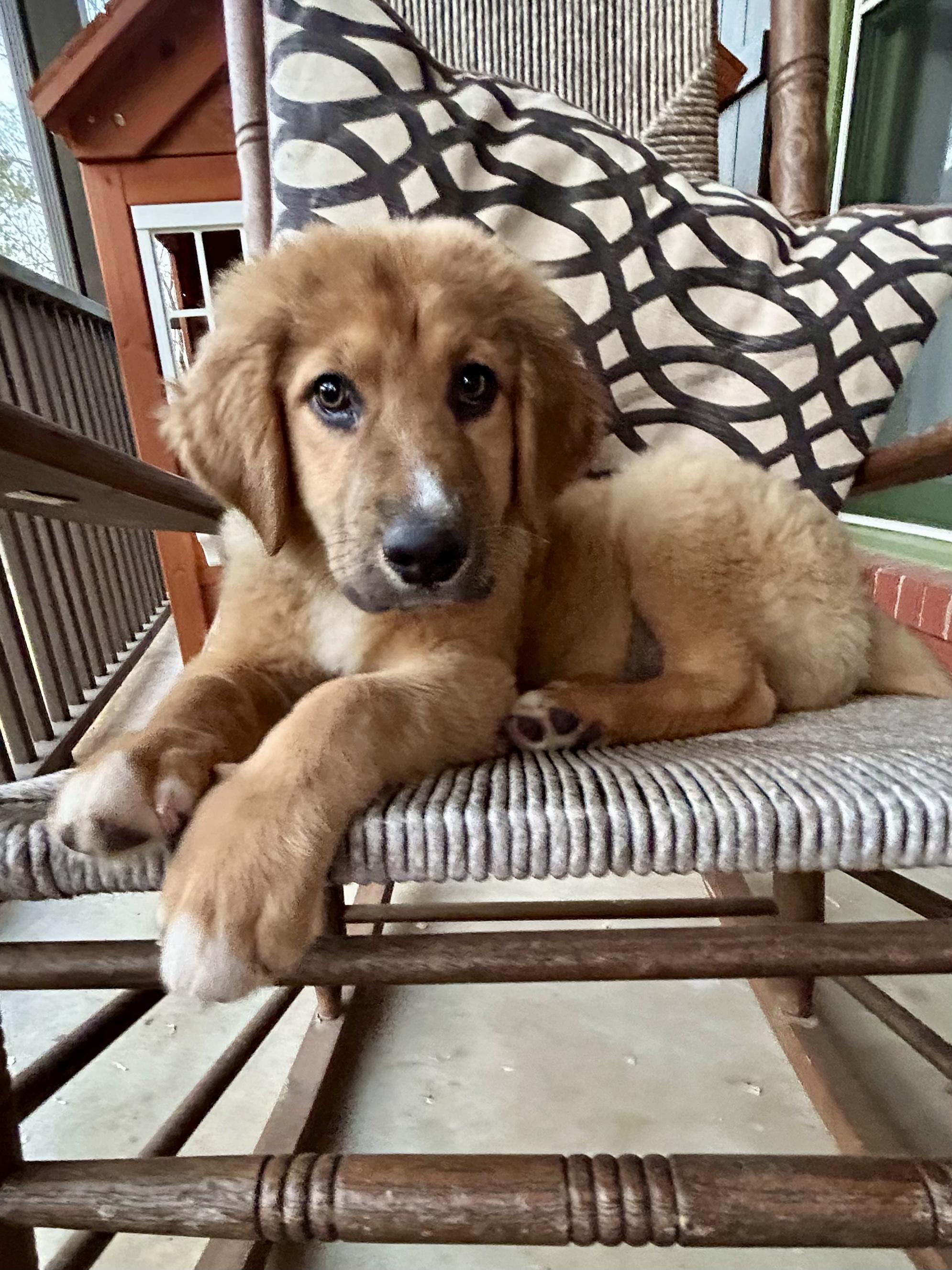 Enlarge SKYE, an adopted mixed breed in Hartford, CT image 2/5