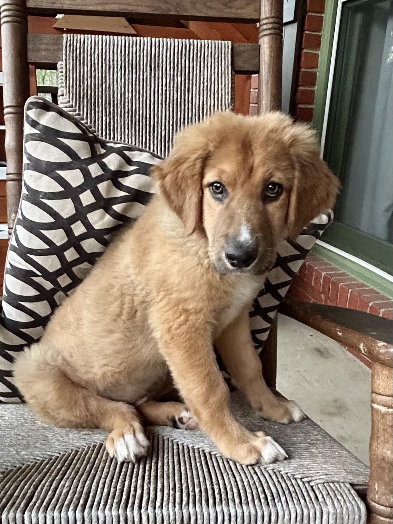 Enlarge SKYE, an adopted mixed breed in Hartford, CT image 4/5