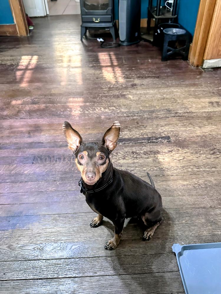 MJ, Adoptable, Adult Female Miniature Pinscher.