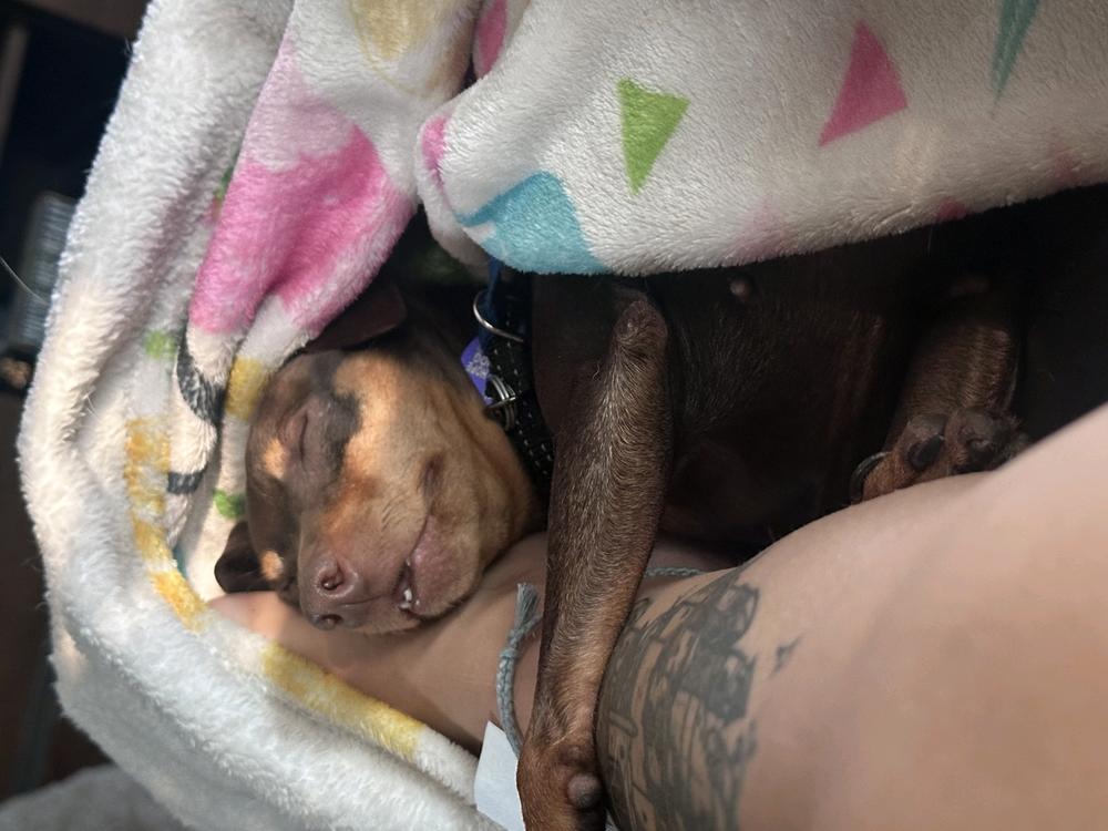 MJ, a Adoptable Miniature Pinscher in Grand Rapids, MI image 2/5