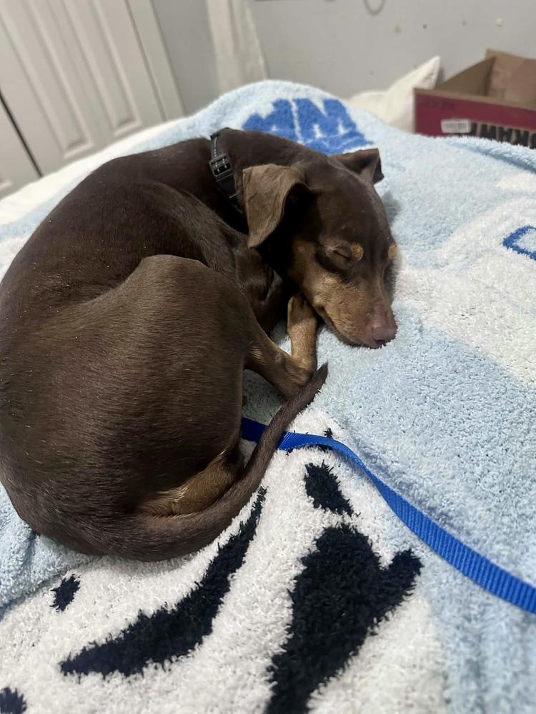 MJ, a Adoptable Miniature Pinscher in Grand Rapids, MI image 3/5