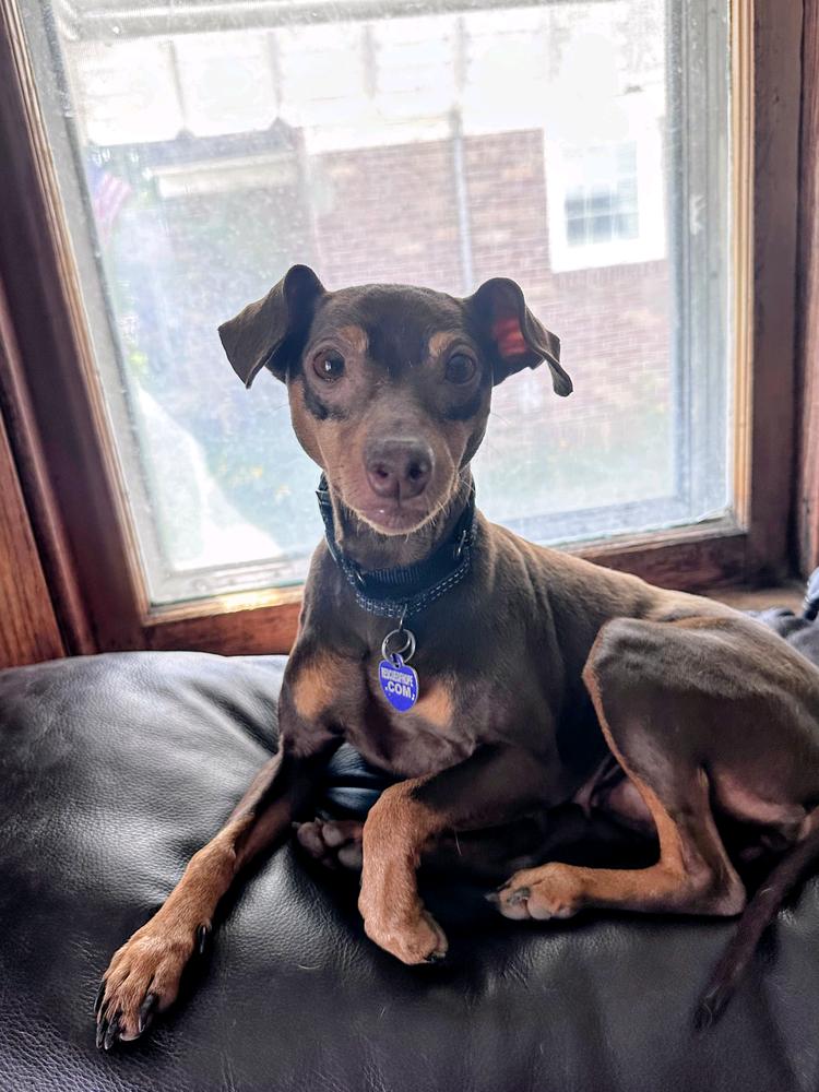 MJ, a Adoptable Miniature Pinscher in Grand Rapids, MI image 4/5