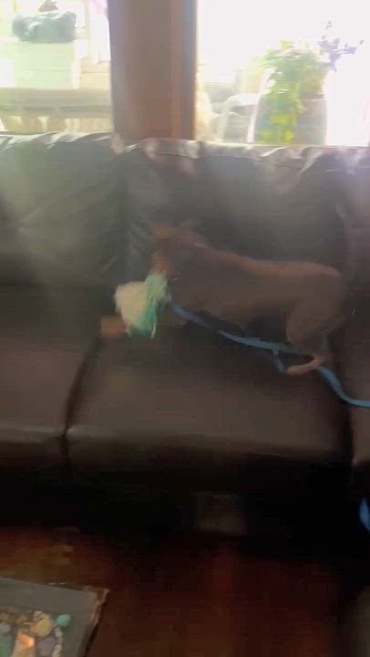 Enlarge MJ, a Adoptable Miniature Pinscher in Grand Rapids, MI video 5/5