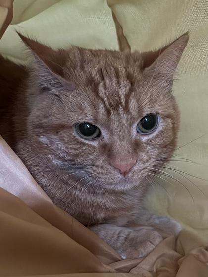 Akibe, Adoptable, Adult Male Domestic Short Hair & Domestic Short Hair.