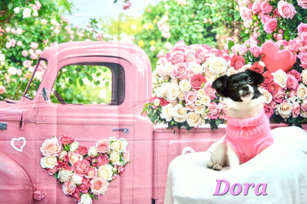 Dora/Andee, Adoptable, Puppy Female Chihuahua & Papillon.