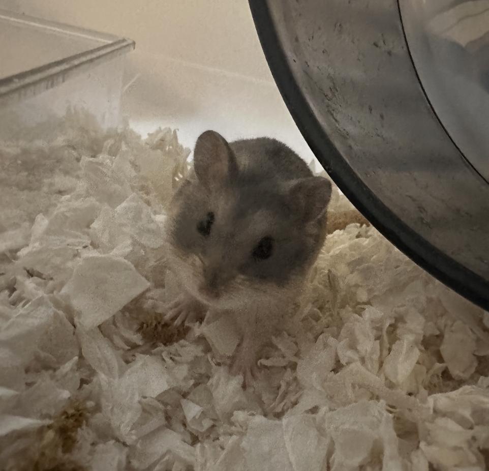 Cheerio, a Adoptable Dwarf Hamster in Minneapolis, MN image 3/3