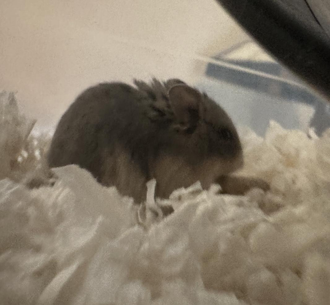 Cheerio, a Adoptable Dwarf Hamster in Minneapolis, MN image 2/3