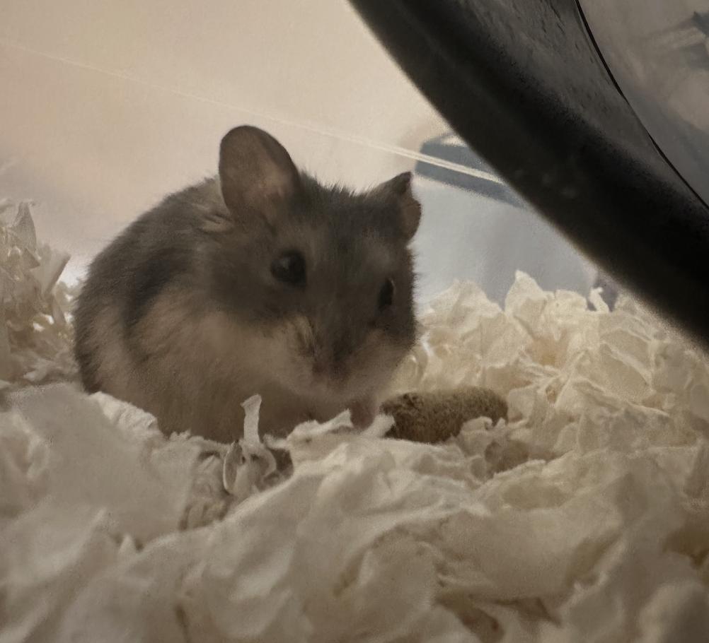 Cheerio, Adoptable, Young Male Dwarf Hamster.