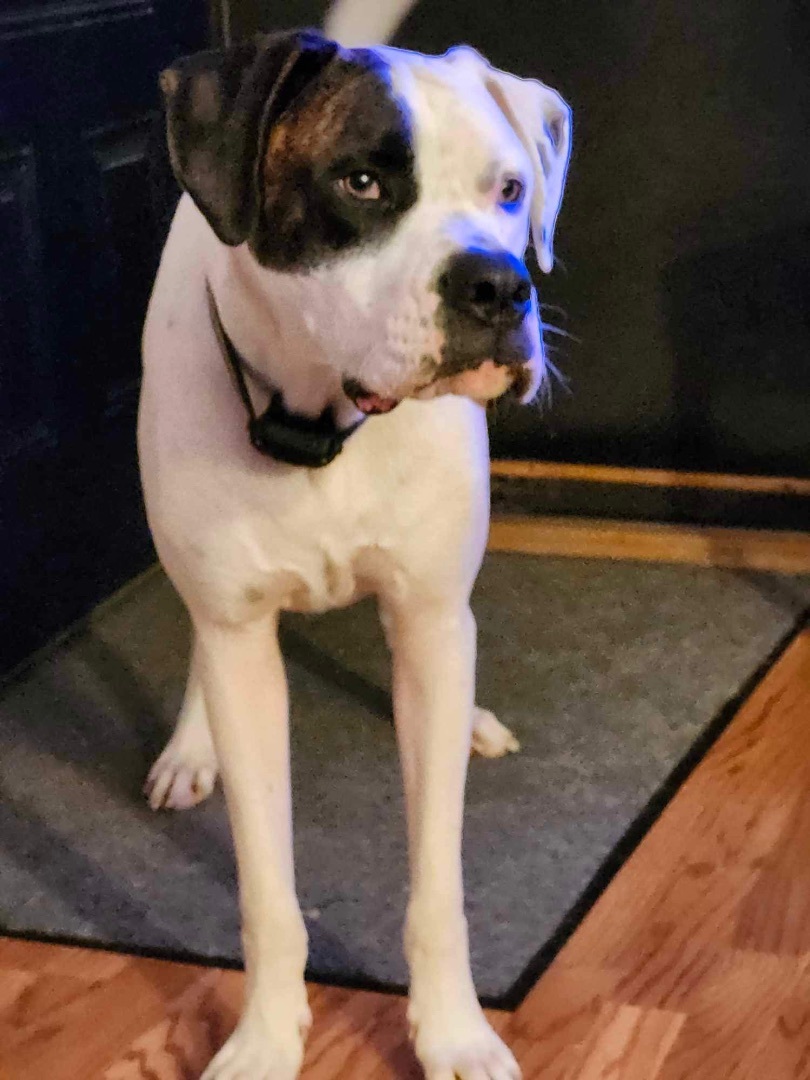 Buddy, Adopted, Adult Male Great Dane & American Bully.