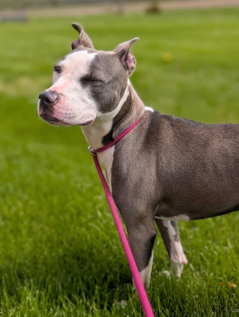 Lauren, Adoptable, Young Female Terrier.