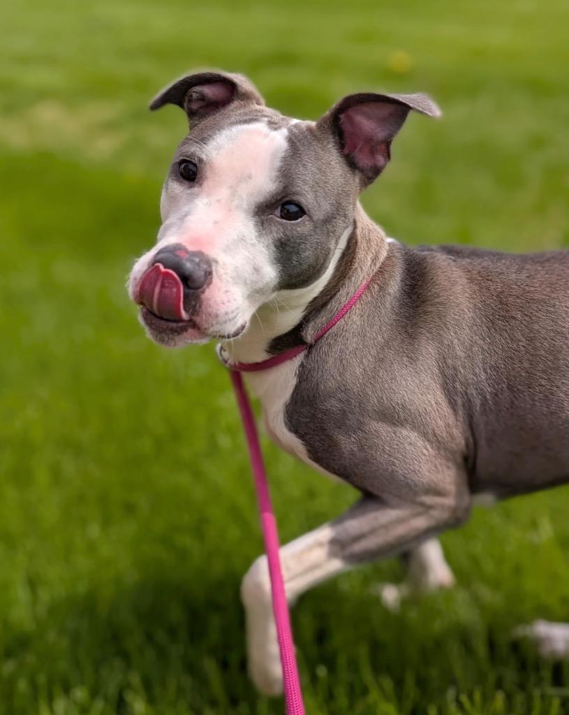 Lauren, a Adoptable mixed breed in Defiance, OH image 2/6