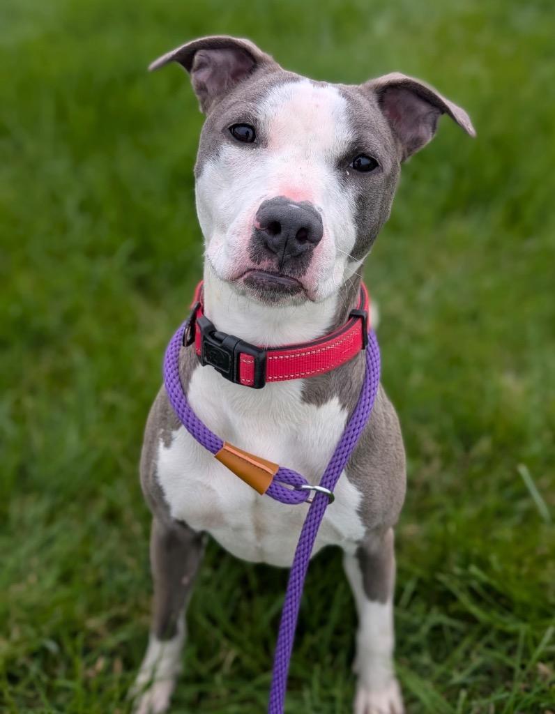 Lauren, a Adoptable mixed breed in Defiance, OH image 3/6