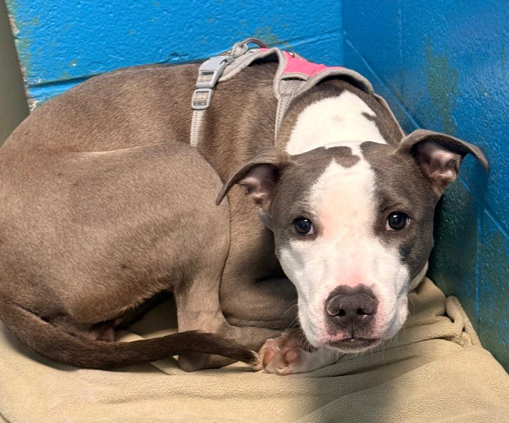 Lauren, a Adoptable mixed breed in Defiance, OH image 4/6