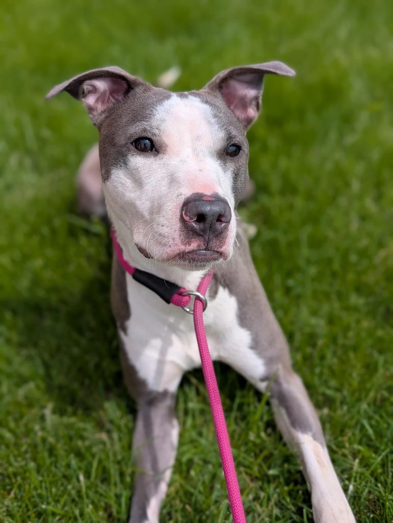 Lauren, a Adoptable mixed breed in Defiance, OH image 5/6