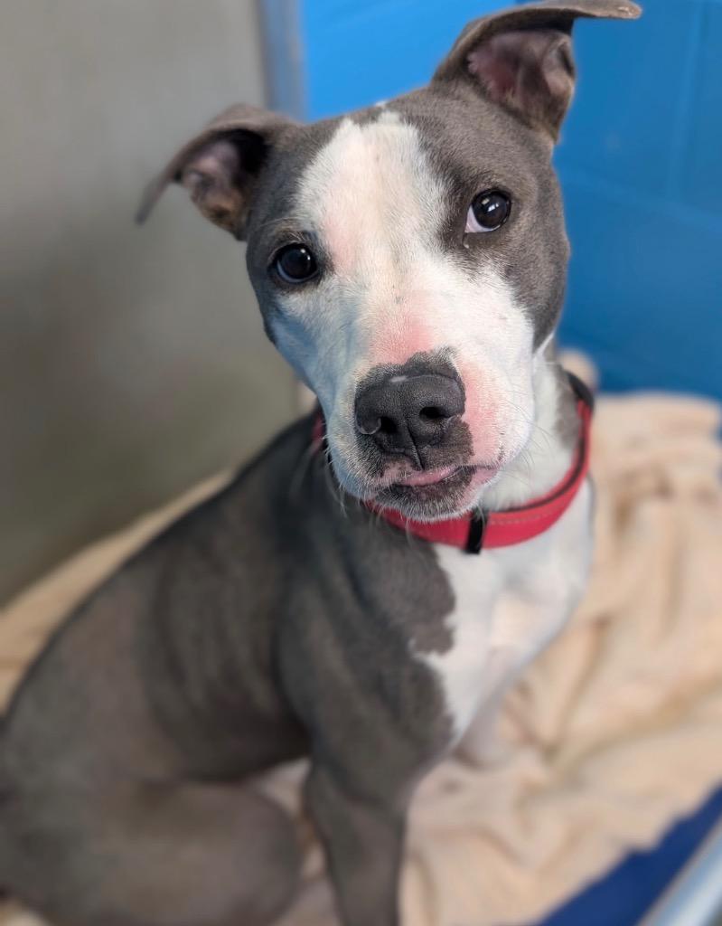 Lauren, a Adoptable mixed breed in Defiance, OH image 6/6