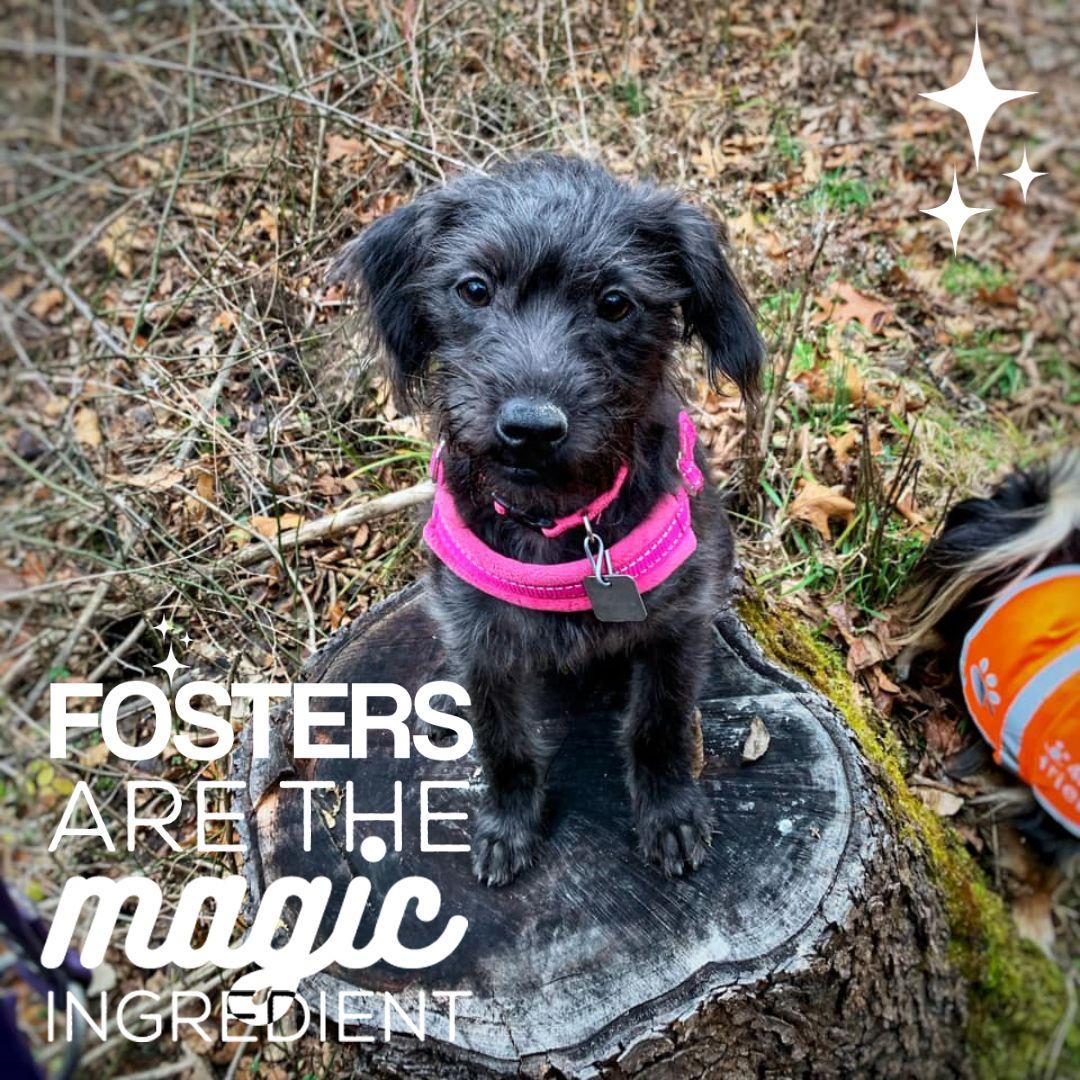 Puppy Fosters Needed!, Adoptable, Young Male Mixed Breed.