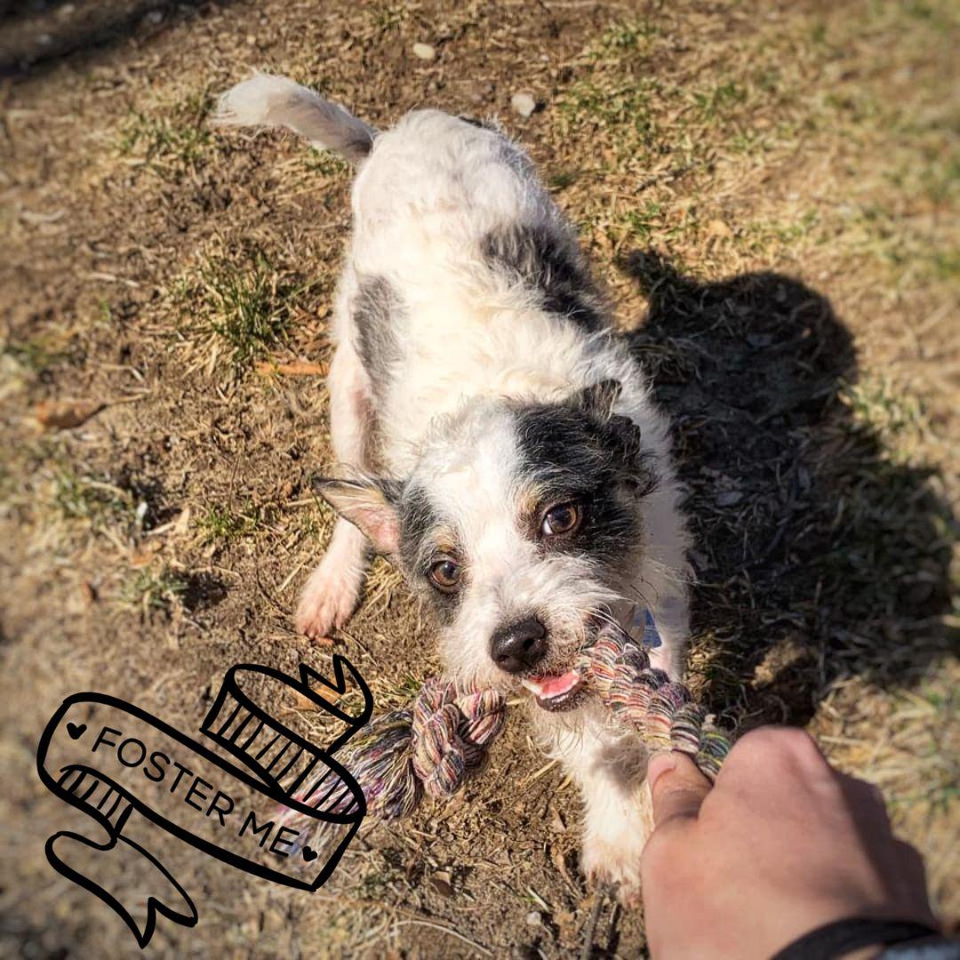 Enlarge Puppy Fosters Needed!, a Adoptable Mixed Breed in Rensselaer, NY image 2/5