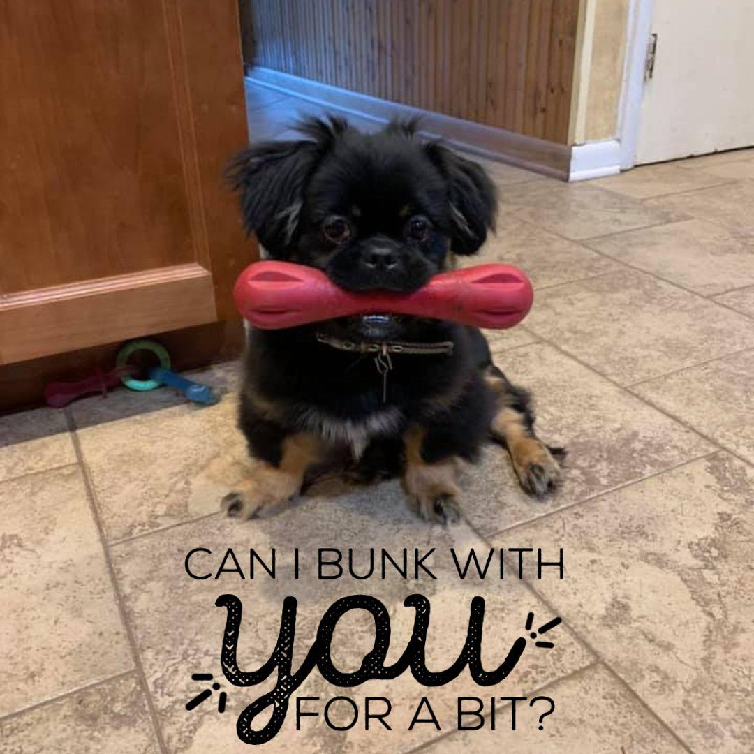 Puppy Fosters Needed!