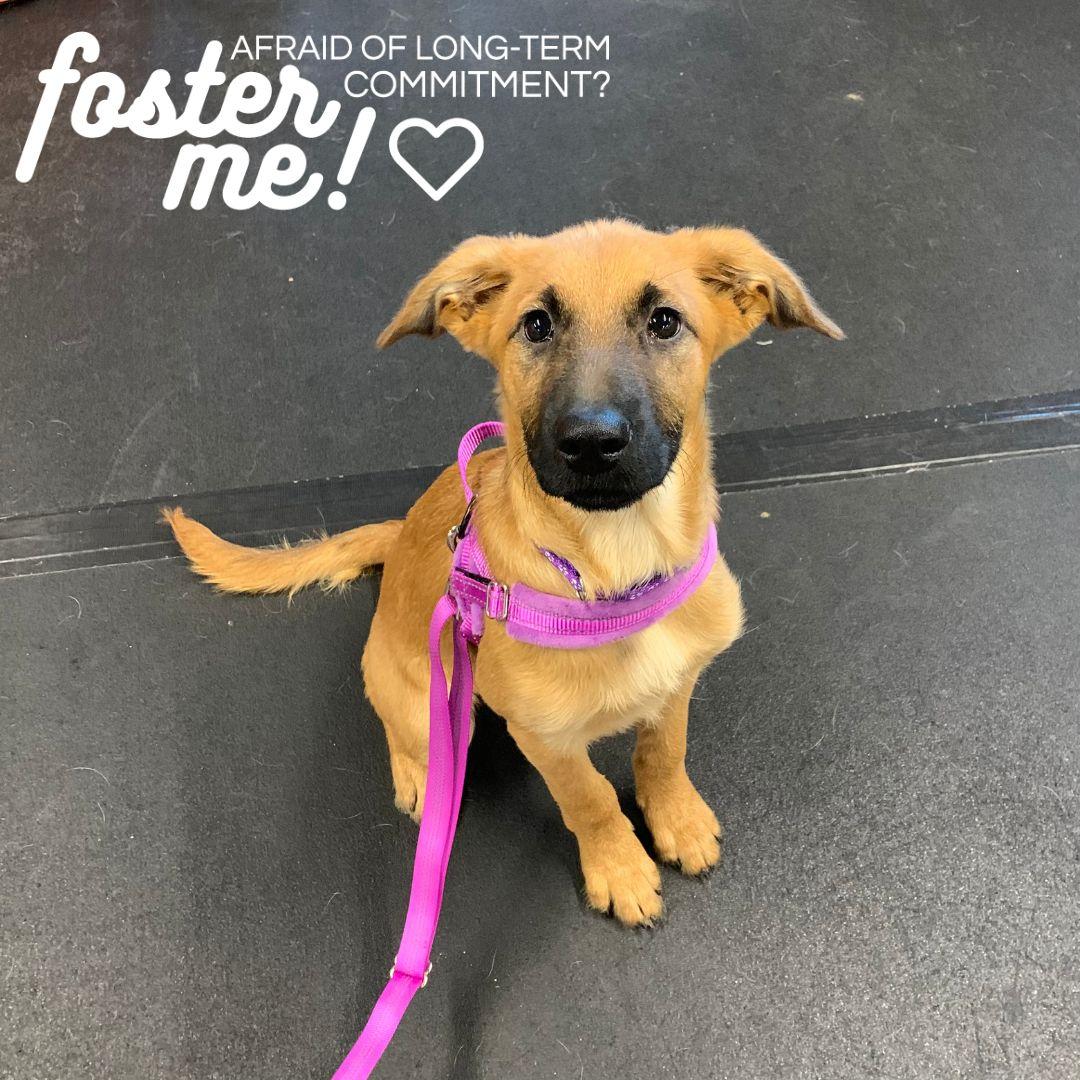 Puppy Fosters Needed!