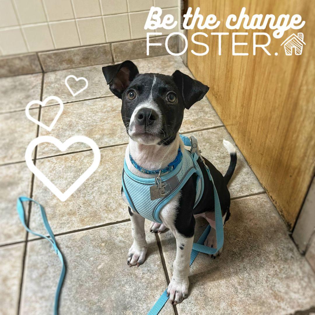 Enlarge Puppy Fosters Needed!, a Adoptable Mixed Breed in Rensselaer, NY image 5/5