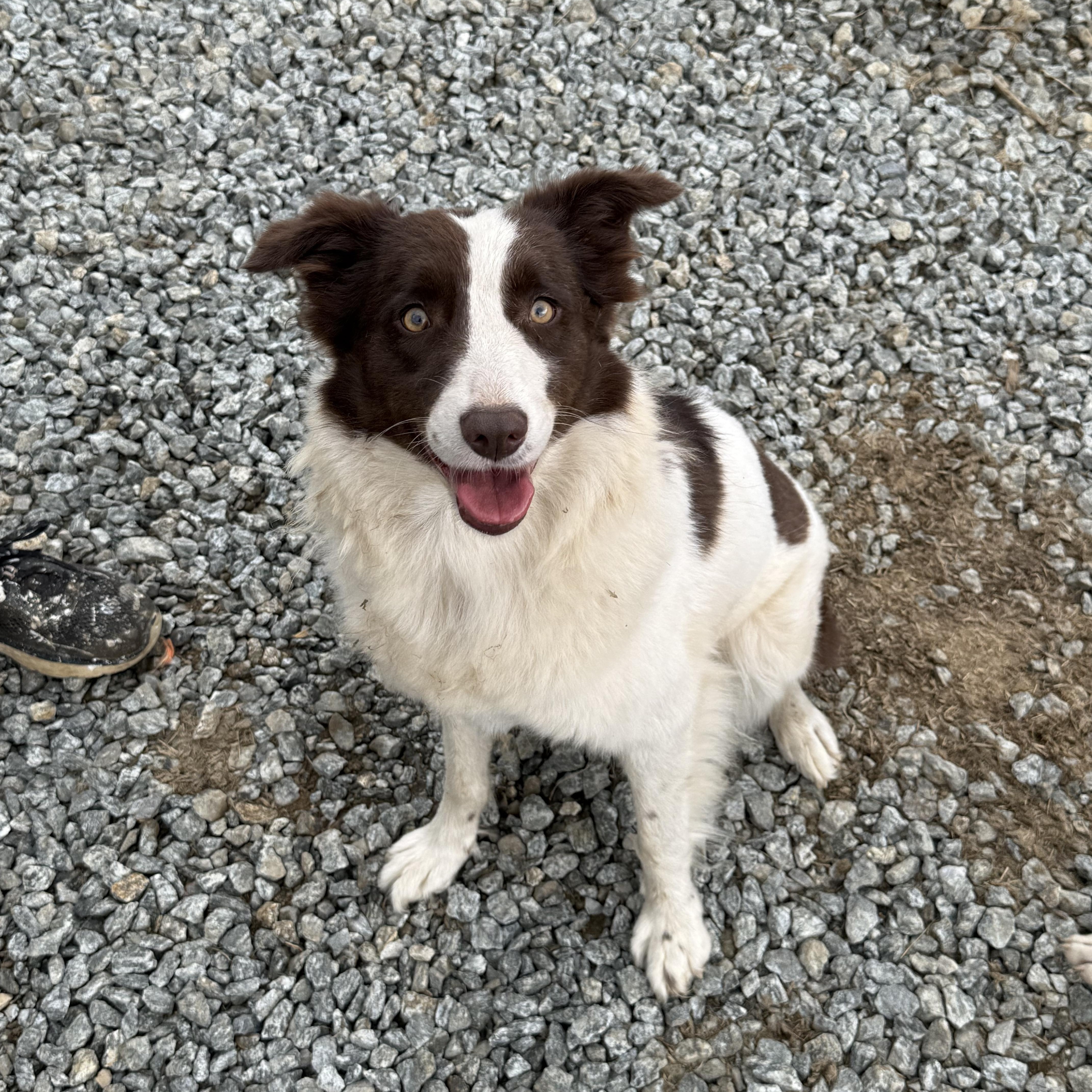 Layla, Adopted, Young Female Australian Shepherd.