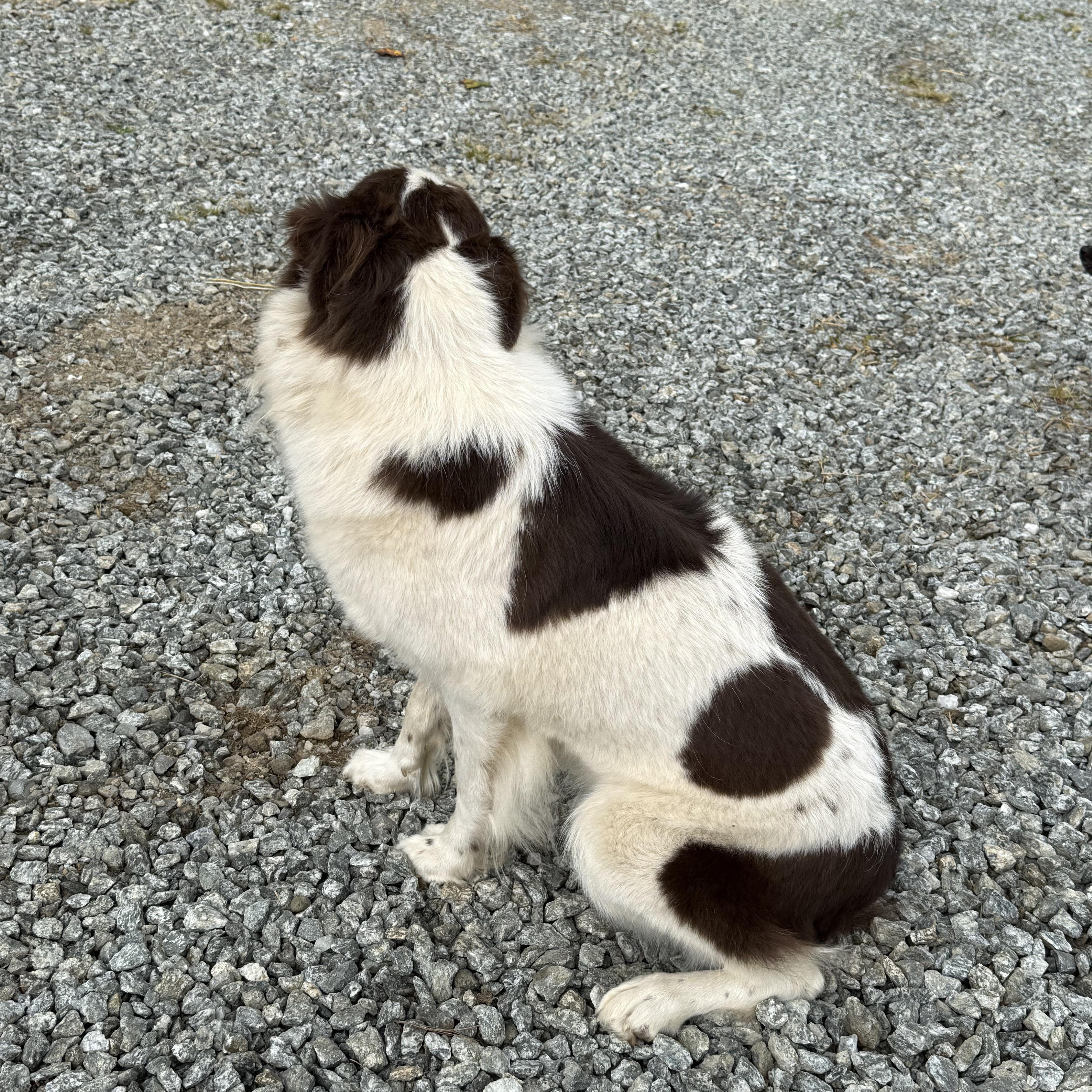 Enlarge Layla, a Adopted Australian Shepherd in Fries, VA image 3/4