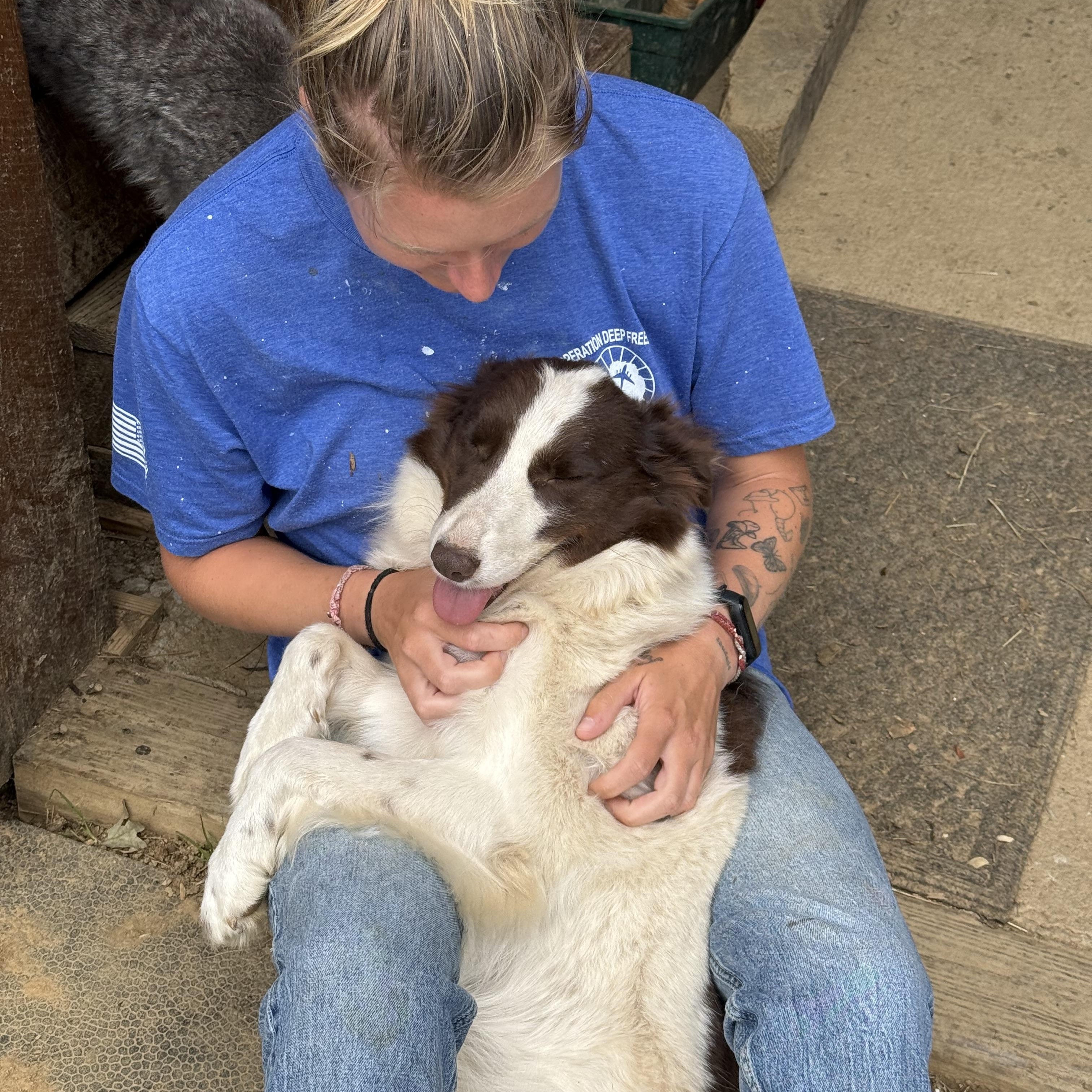 Enlarge Layla, a Adopted Australian Shepherd in Fries, VA image 4/4