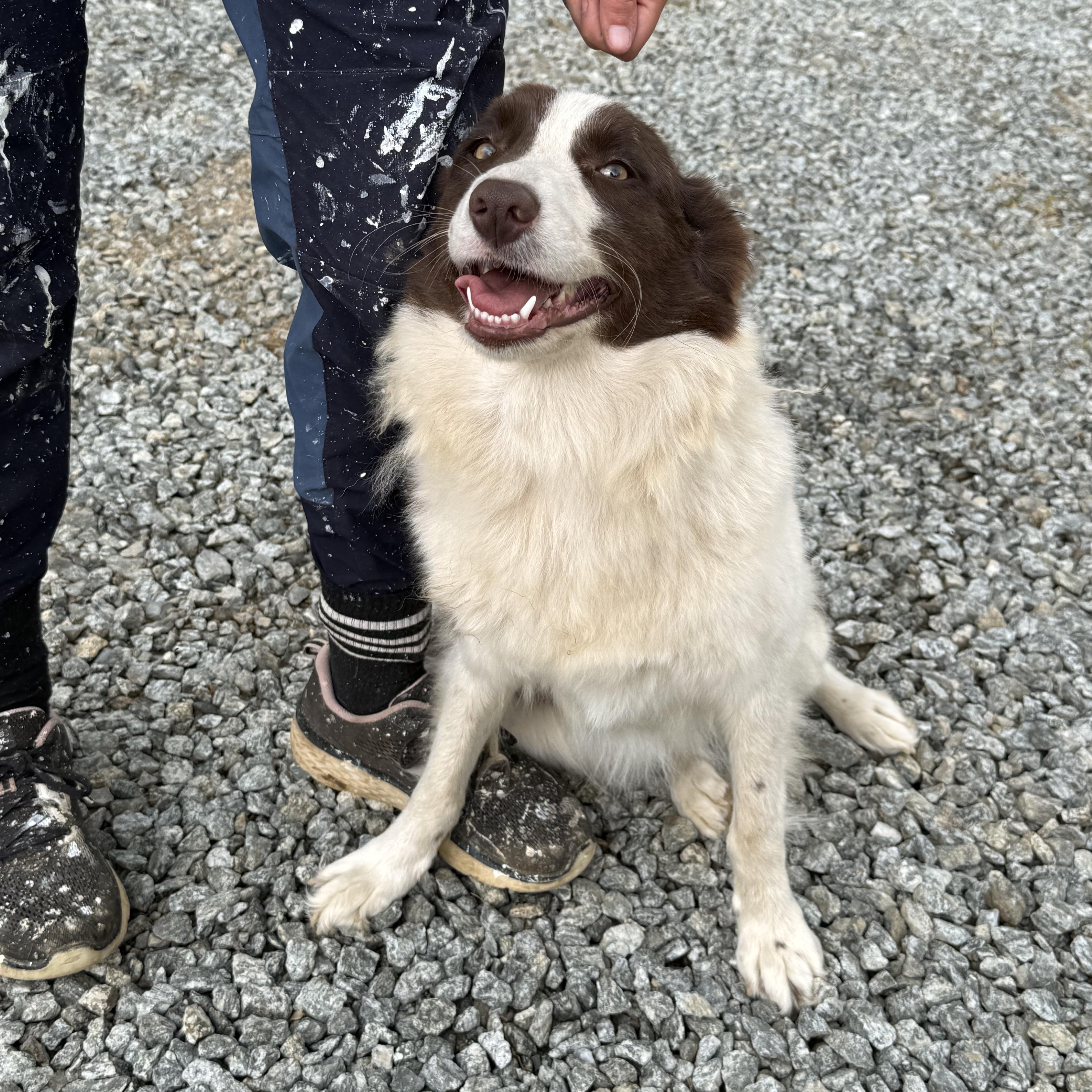 Enlarge Layla, a Adopted Australian Shepherd in Fries, VA image 2/4