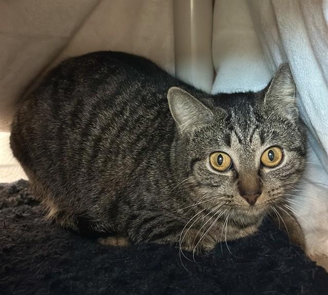 RIO, Adoptable, Young Male Domestic Short Hair.