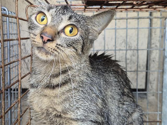 RIO, Adoptable, Young Male Domestic Short Hair.