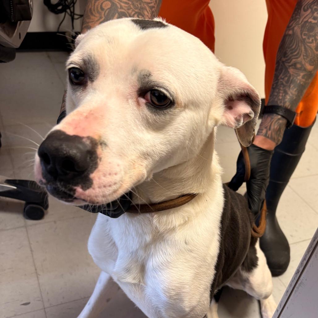 Enlarge (CCSO) Blitz, a Adoptable Pit Bull Terrier in Douglas, AZ image 1/1