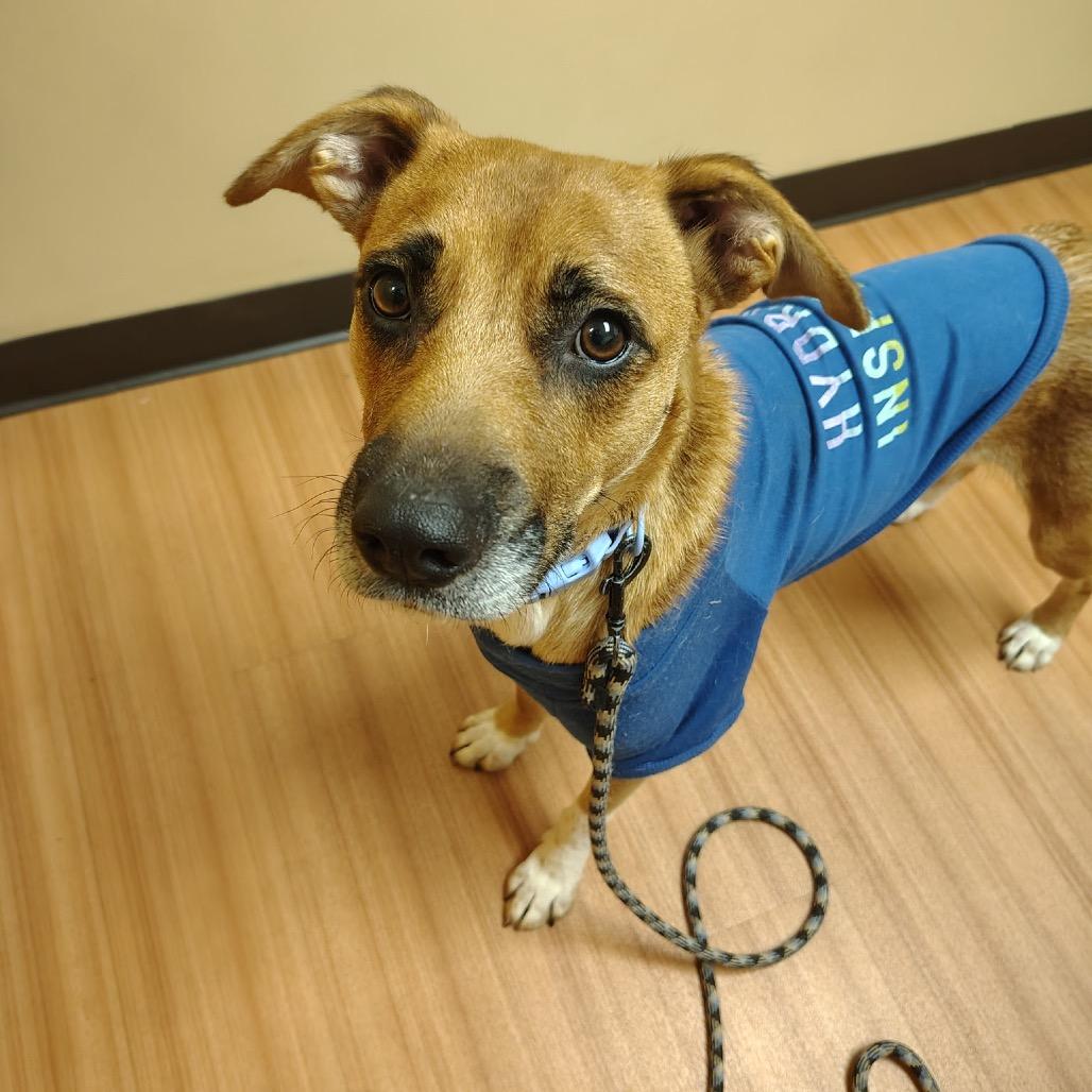 Mama Libby, Adoptable, Adult Female Australian Cattle Dog / Blue Heeler & Mixed Breed.