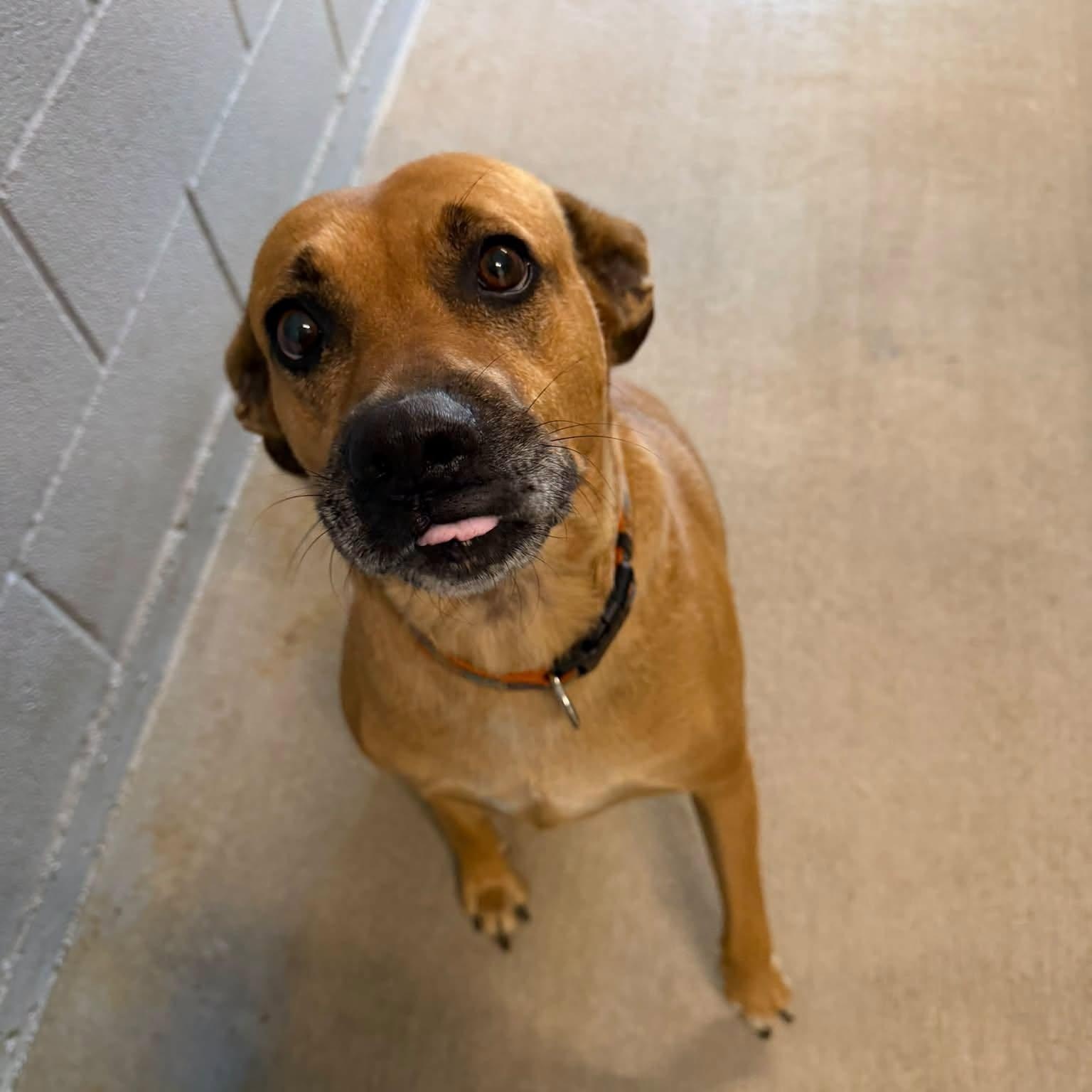 Marion, Adoptable, Adult Female Labrador Retriever.