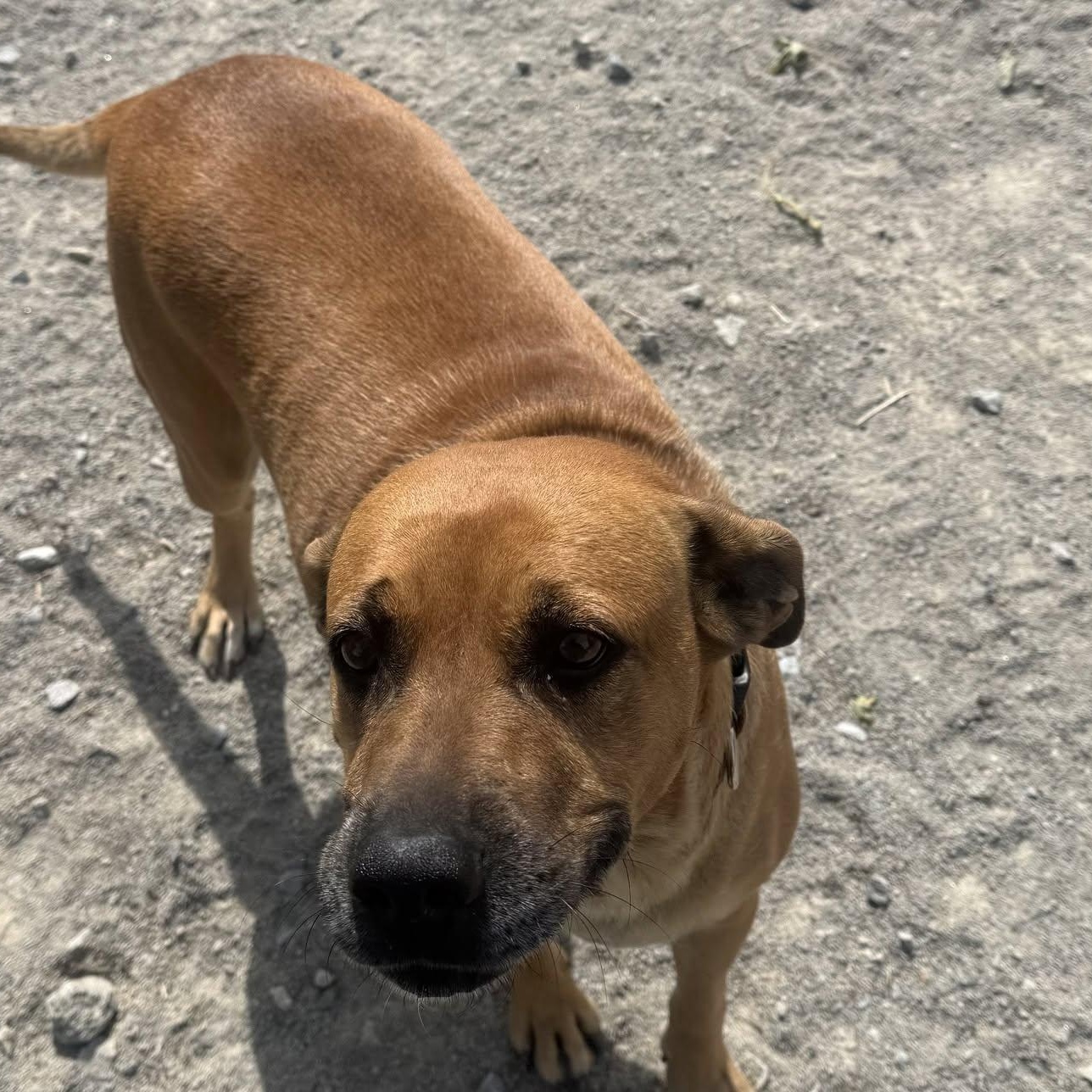 Enlarge Marion, a Adoptable mixed breed in Monon, IN image 2/3